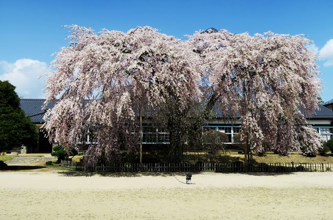 まだまだあります飯田市郊外の一本桜