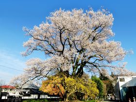 名桜の宝庫「一本桜の里」南信州飯田の春を旅する！