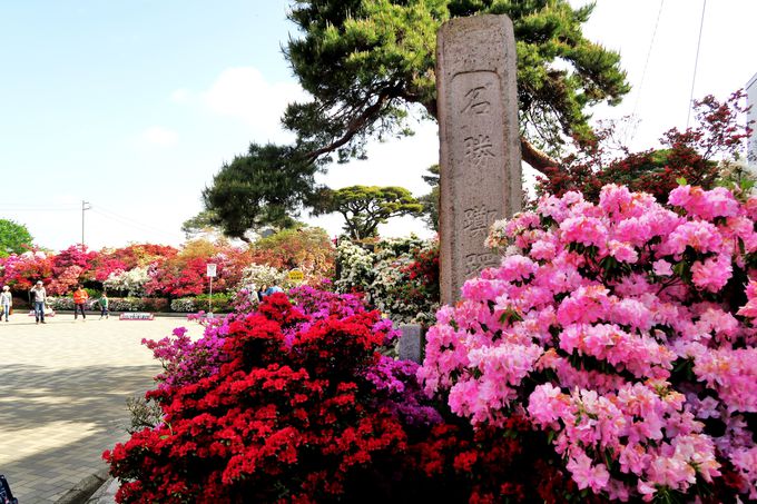 名勝「躑躅ヶ岡」は江戸時代からつづくツツジの名園