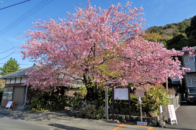河津川沿いの桜並木から外れるも、見ておきたい名木一本桜