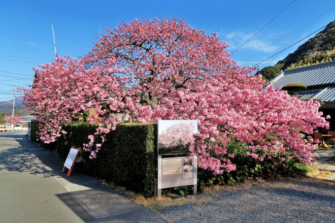 河津川沿いの桜並木から外れるも、見ておきたい名木一本桜