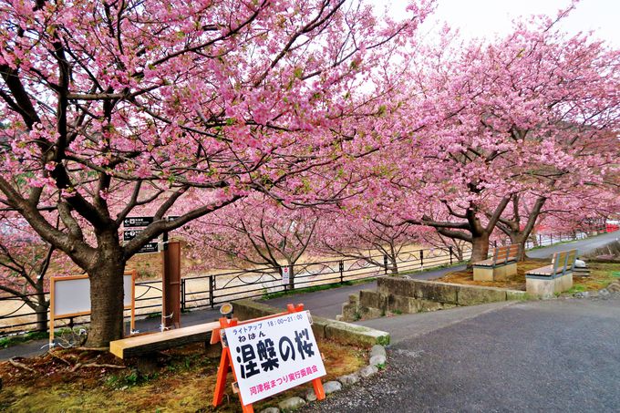 川辺に咲く早咲きの河津桜で春を喜ぶ