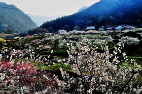 O͂ɏt̐삯ԎOhCuI씄̔~͕K̋LTlC