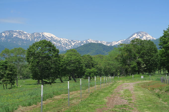 笹ヶ峰高原の「笹ヶ峰一周歩道」は森林セラピーのゴールデンコース