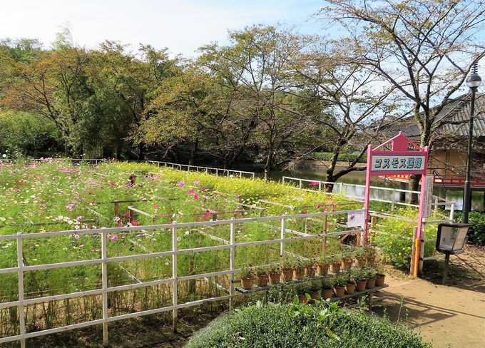 コスモス迷路と干支の花絵が人気 晴明ゆかりの安倍文殊院 奈良県 Lineトラベルjp 旅行ガイド