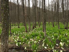 まさに春色！仙北市「刺巻湿原の水芭蕉」と「八津のかたくり群生の郷」