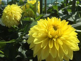 HɐFƂǂ̃_AIuHcۃ_Av̋LTlC