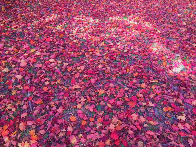 「きみまち阪」の鮮やかな紅葉のじゅうたんが美しい！