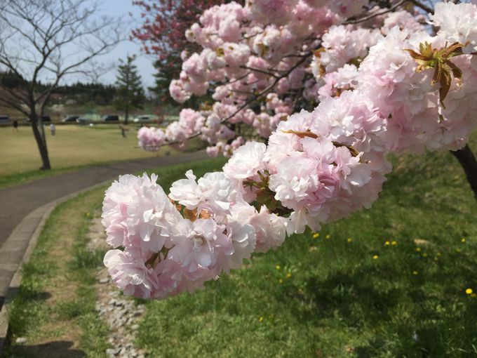 「日本国花苑」で200種2000本の桜と出会う！