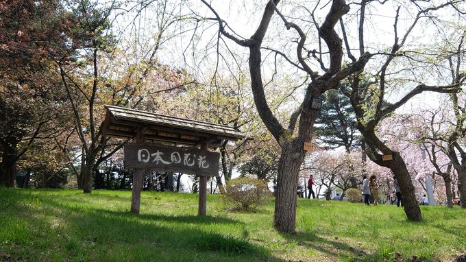 秋田県の桜の名所のひとつ！「日本国花苑」