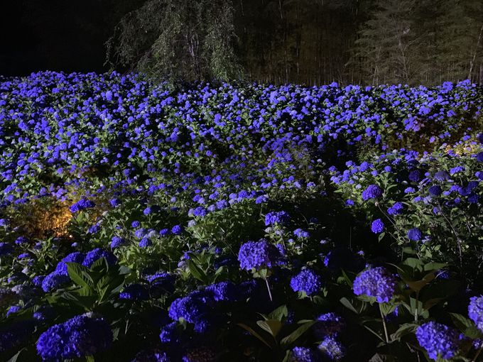 u_vŎԂ̌o߂ƐF̕ωyI