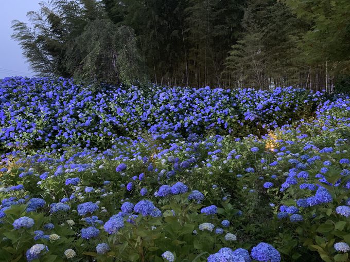 u_vŎԂ̌o߂ƐF̕ωyI