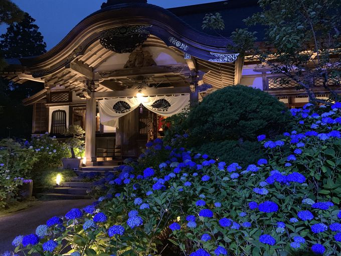 深い青に酔いしれる 男鹿のあじさい寺 雲昌寺 の夜間特別拝観 秋田県 トラベルjp 旅行ガイド