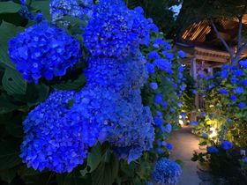 �[���ɐ��������I�j���̂����������u�_�����v�̖�ԓ��ʔq�ς̋L���T���l�C��