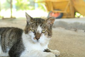 ̔Luvۏo̔LpVI̋LTlC