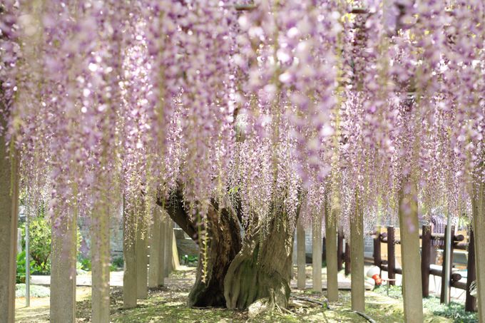紫と白、二つの藤が共演する地福寺