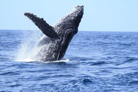 GW�܂ł��x�X�g�V�[�Y���I���}���̊C�ŃU�g�E�N�W����ڌ����悤�̋L���T���l�C��