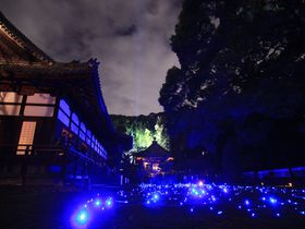 12月上旬まで楽しめる！京都・青蓮院のライトアップ