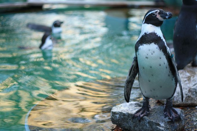 ペンギンは水面の表情と共に