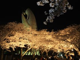 夜は桜のライトアップも！大阪のお花見は万博記念公園で決まり