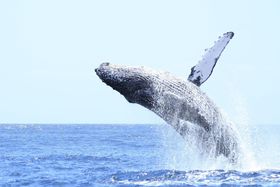 �܂��ɓ����̊y���I���E��Y�u���}�������v�̊C�𖞋i���悤�̋L���T���l�C��