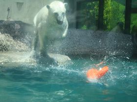 泳ぐ・跳ぶ・走る！「とくしま動物園」で動物たちのかわいい動きを楽しもう