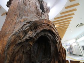 世界唯一！樹齢三千年の屋久杉前で待ち合わせ「鹿児島中央駅」