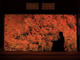 兵庫「安国寺」の紅葉ライトアップはまさに秋の絶景なり！