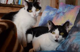 L~񂽂IΊ_uQXgnEX zzvł̖XeC̋LTlC