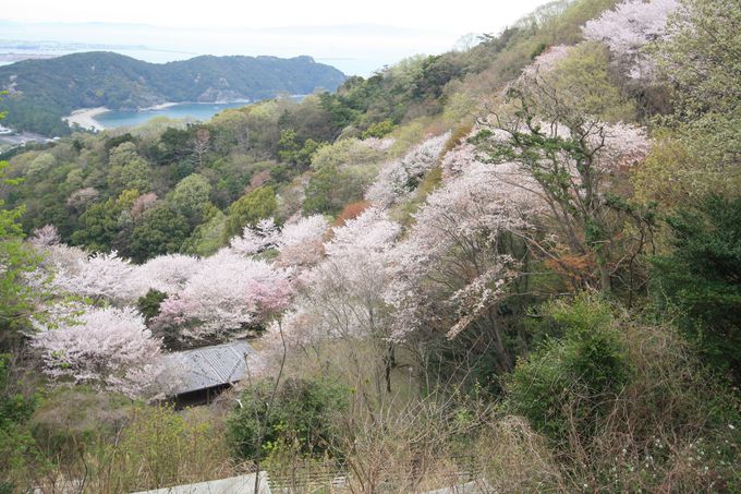 徳島の桜名所11選 しだれ桜や一本桜の下でお花見しよう 徳島県 トラベルjp 旅行ガイド