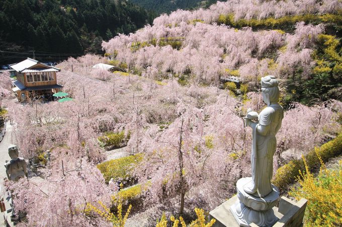 徳島の桜名所11選 しだれ桜や一本桜の下でお花見しよう 徳島県 Lineトラベルjp 旅行ガイド