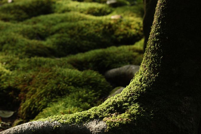 徳島は苔の隠れ名所で溢れてる 見応え抜群の苔３スポット 徳島県 トラベルjp 旅行ガイド