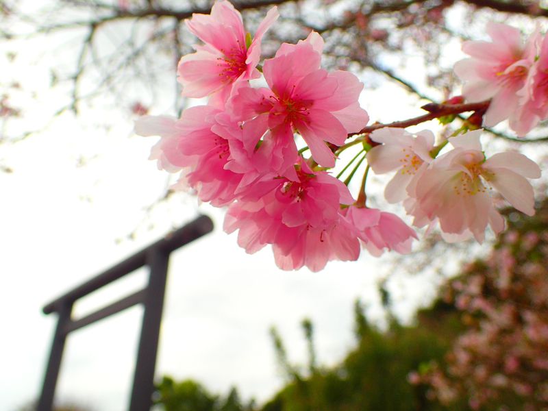 秋にも桜！？櫻木神社で年中桜が咲いてるヒミツ