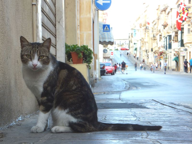 世界一のにゃんこアイランド!?猫たちの楽園「マルタ共和国」の魅力