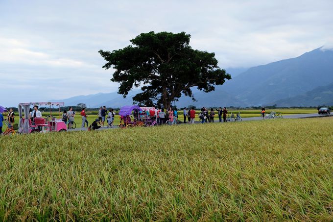 ܂ɊyIci̒ɘȂށu镐̖؁v