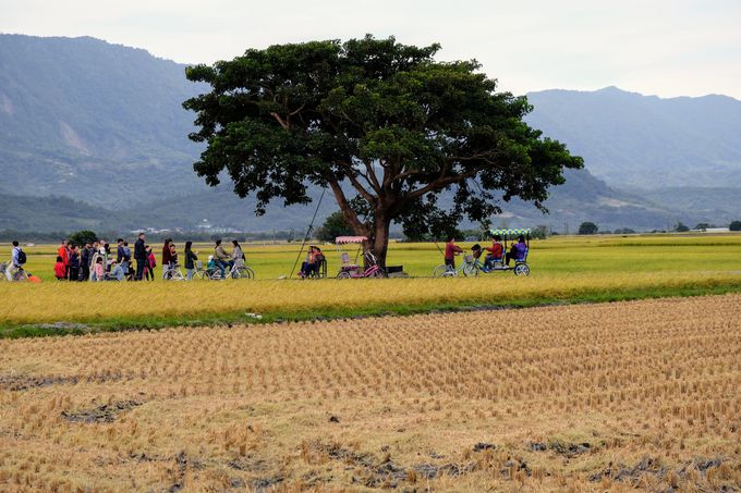 ܂ɊyIci̒ɘȂށu镐̖؁v