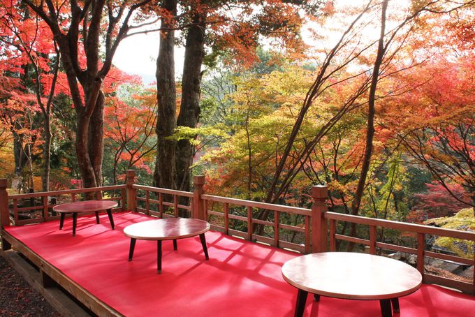 高雄神護寺の紅葉を満喫できる穴場茶店