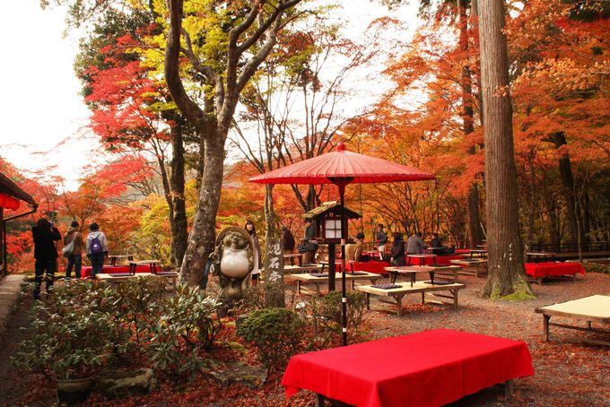 紅葉の下でお茶も堪能できる穴場スポット！京都の一足早い紅葉は「神護寺」で