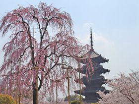 京都「東寺」は京都駅周辺で一押しの桜！夜のライトアップもオススメ
