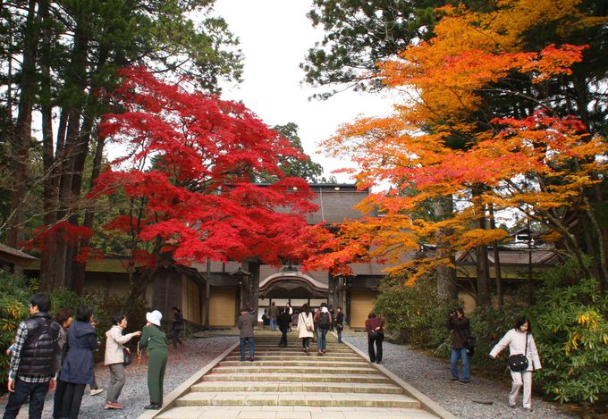 高野山観光のベストシーズンは秋の紅葉 見頃は11月上旬 和歌山県 Lineトラベルjp 旅行ガイド