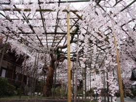 京都の穴場桜スポットの山科！毘沙門堂の桜は無料で見られる！