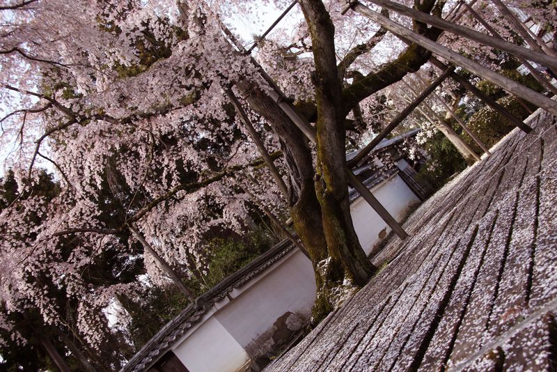 京都・醍醐寺で必見の大紅しだれ桜！境内に約1000本ある桜の見頃とは
