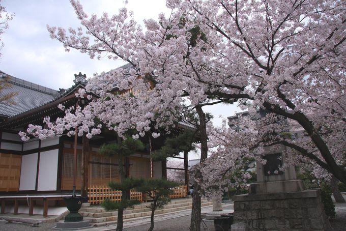 日蓮が入滅したときに開花した桜「妙蓮寺」