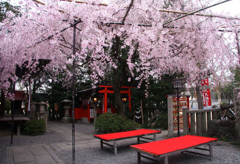 知られざる京都の超穴場桜スポット！西陣エリアの美桜5選！