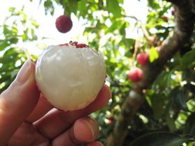 �k�M�܂������������C�`���H�ו���I��p�E���C�`���̏{�͂U�`�V���I�̋L���T���l�C��