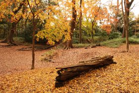 ���s�E�����_�Ёu���̐X�v�̍g�t�͂܂�Ń��[���b�p�̌����I�̋L���T���l�C��