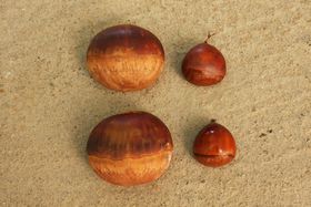 ���{��傫���H�c�E�������I�u���X�،I���v�̂���E���̊y���ݕ��̋L���T���l�C��