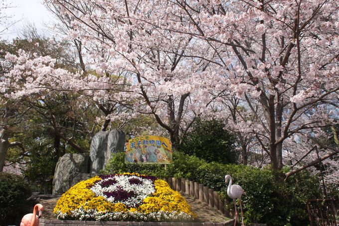 神戸市立王子動物園の桜の通り抜けは夜のライトアップがオススメ 兵庫県 トラベルjp 旅行ガイド