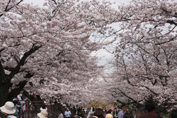 神戸市立王子動物園の桜の通り抜けは夜のライトアップがオススメ 兵庫県 トラベルjp 旅行ガイド