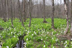 cΎhE~YoVEQnŏHc̏tƂlUI̋LTlC